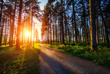 Fototapeta premium beautiful green forest