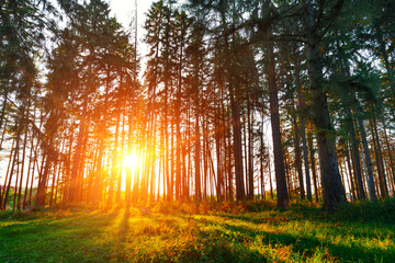 beautiful green forest