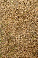 dry grass