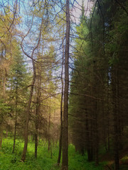 Fairytale Coniferous forest 