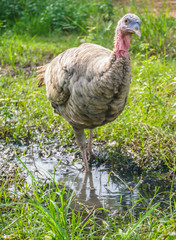 Young female turkey walks through small pond
