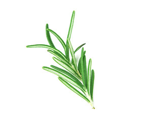 fresh green Rosemary on a white background