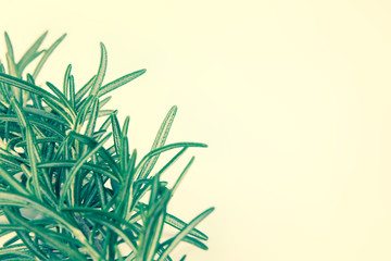 close up fresh green Rosemary with vintage color style