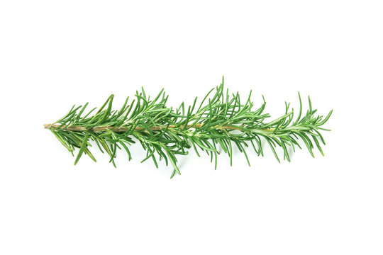 fresh green Rosemary on a white background