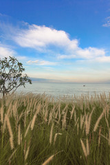 Green grass growing on field at sea