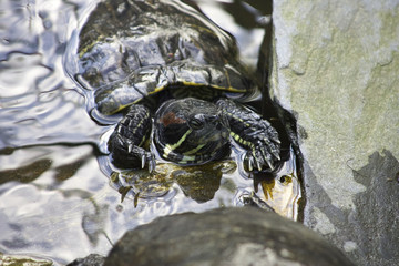 turtle in a little lake