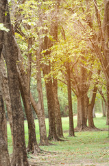 Fototapeta premium Trees in park with lightflare