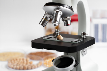 chick-pea on microscope slide in food laboratory