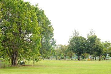 Fototapeta na wymiar Big trees and green yard in park