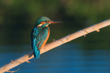 Luce della sera su martin pescatore e la dolce movenza del fiume