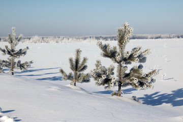 Tree and snow in a winter day