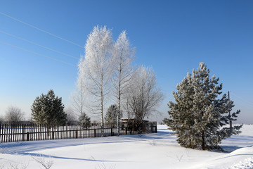 Obraz premium Tree and snow in a winter day