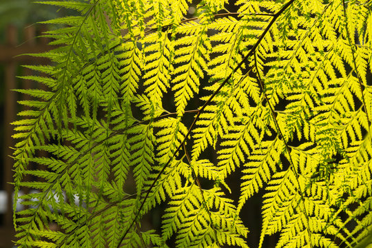 fern  in the garden backlit by the sunligth