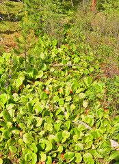 Bergenia crassifolia, Siberian badan