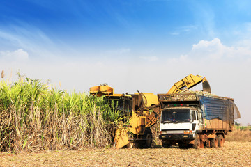 Obraz premium Sugarcane harvester machine 