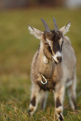 Молодая коза на выпасе