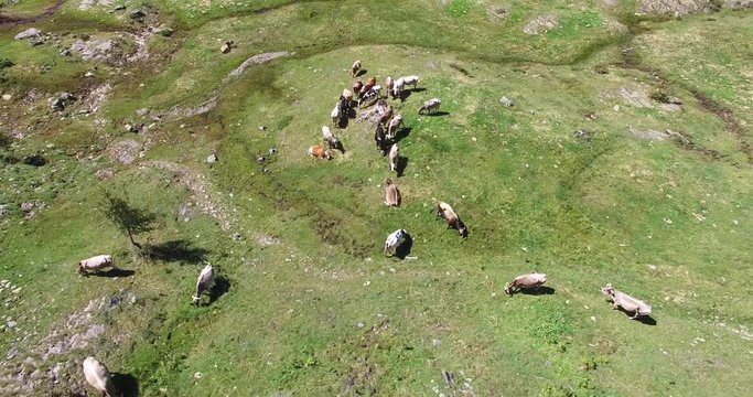 Mucche al pascolo e prati verdi in montagna