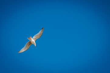 Seagull isolated, blue sky