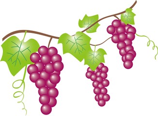 ブドウ（紫）