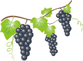 ブドウ（濃い青）