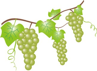 ブドウ（グリーン）