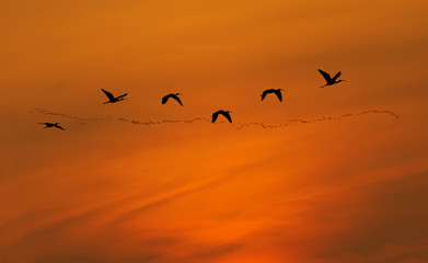 Flock of cranes spring or autumn migration over sunny sky