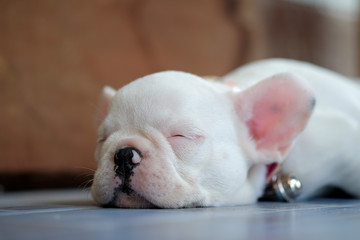 Young french bulldogs white sleeping on the floor.