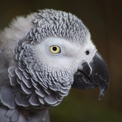  Perroquet jaco - gris du Gabon