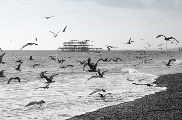 Black and white picture of the West pier in Brighton. Seagulls flying over the sea and beach