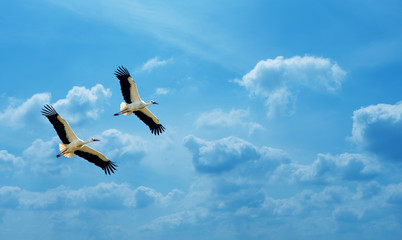 White storks over blue sly background
