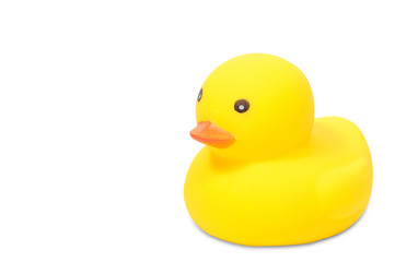 Yellow duck on white background, square type