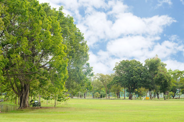 Big trees and green yard in park
