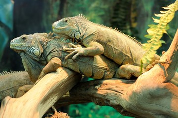two adult iguanas