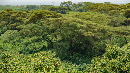 Trees in the forest of Uganda