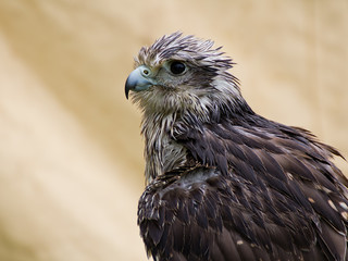 Portrait of a wet Gyrfalcon