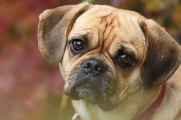 Fototapeta premium Puggle Dog Beagle Mops Designer Dog Portrait im Herbst