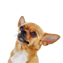 Red chihuahua dog isolated on white background. Closeup.