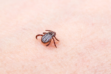 wood tick