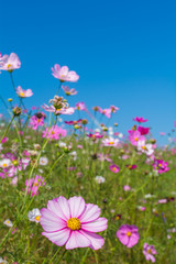 Obraz premium 秋桜畑