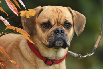 Puggle Dog Beagle Mops Designer Dog Portrait im Herbst