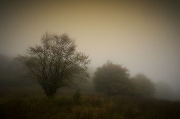 Fototapeta na wymiar trees in fog in autumn