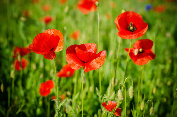 Obraz na płótnie Canvas Red poppy flowers blooming in the green grass field, floral natural spring background, can be used as image for remembrance and reconciliation day