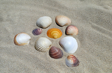Sea shells on the sand