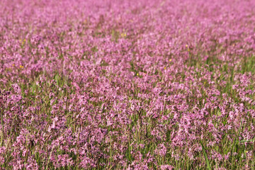 Naklejka premium field of pink ragged lychnis