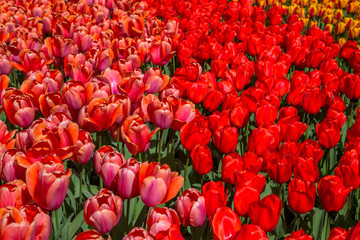 Red and pink tulips in the park