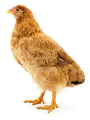 Brown hen isolated.