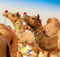 Zelfklevend Fotobehang Kameel Decorated camel at the Pushkar fair. Rajasthan, India