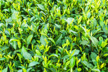 full frame of tea field in China.