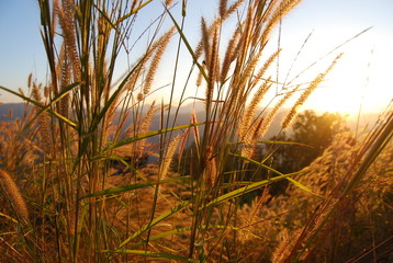 Fototapeta premium Pampas grass on the mountain in the sunset in west east Asia