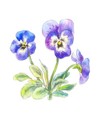 pansies blue boucket in watercolor